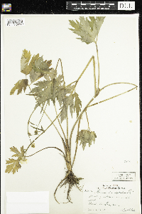 Ranunculus hispidus image