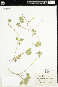 Ranunculus hispidus image