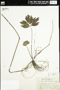 Ranunculus hispidus image
