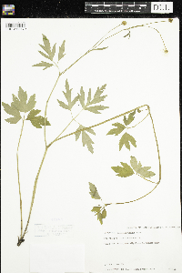 Ranunculus hispidus image