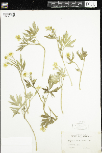 Ranunculus hispidus image
