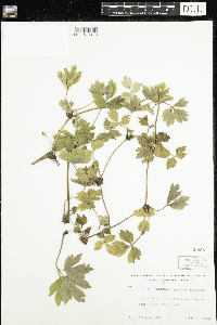 Ranunculus hispidus image