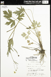 Ranunculus hispidus image