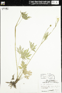 Ranunculus hispidus image