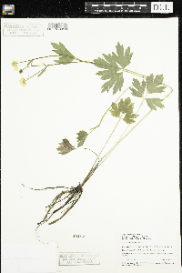 Ranunculus hispidus image