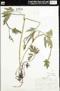 Ranunculus hispidus image