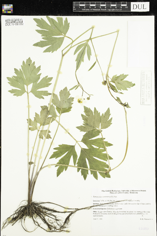 Ranunculus hispidus image