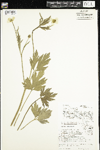 Ranunculus hispidus image