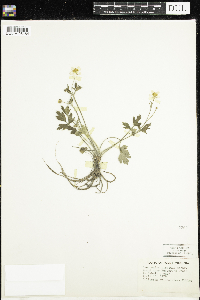 Ranunculus hispidus image