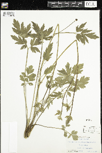 Ranunculus hispidus image