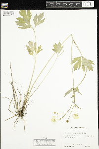 Ranunculus hispidus image