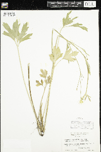 Ranunculus hispidus image