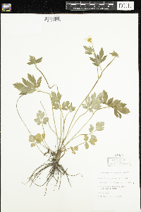 Ranunculus hispidus image