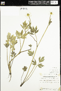 Ranunculus hispidus image