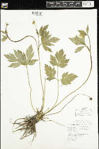 Ranunculus hispidus image