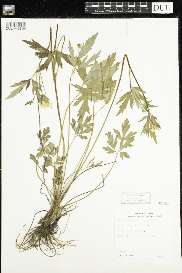 Ranunculus hispidus var. nitidus image