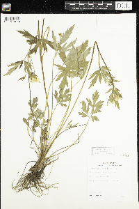 Ranunculus hispidus image