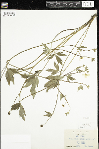Ranunculus hispidus image