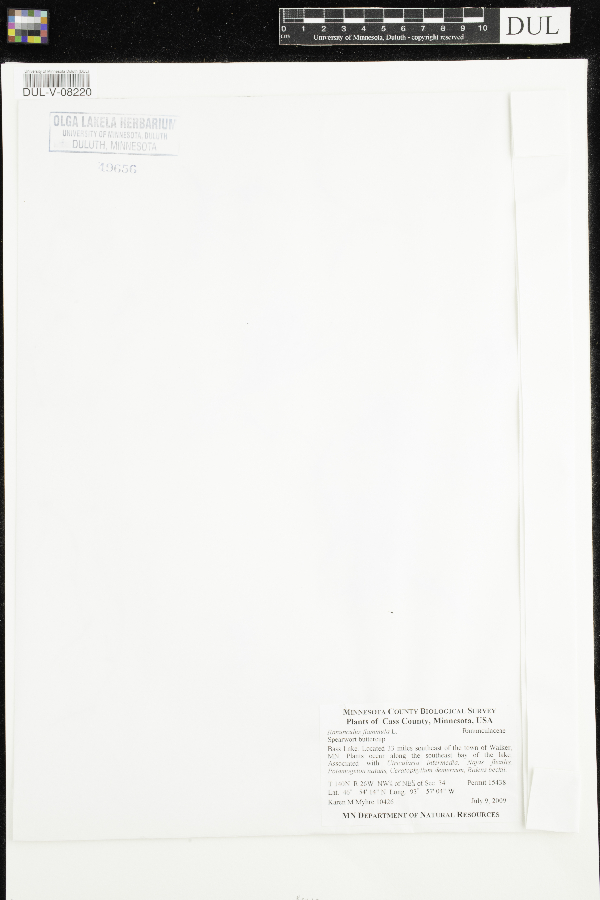 Ranunculus palustris image