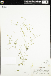 Ranunculus flammula var. reptans image