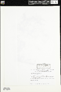 Ranunculus flammula var. reptans image