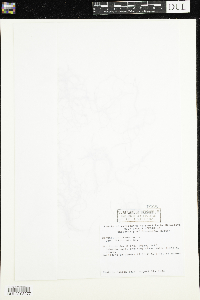 Ranunculus flammula var. reptans image