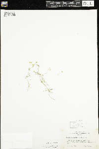 Ranunculus flammula var. reptans image