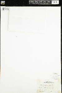 Ranunculus flammula var. reptans image