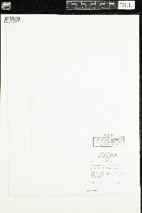 Ranunculus flammula var. reptans image