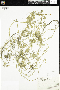 Ranunculus flabellaris image