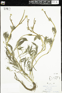 Ranunculus flabellaris image
