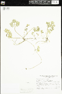 Ranunculus flabellaris image