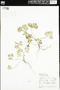 Ranunculus flabellaris image