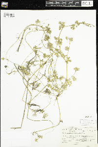 Ranunculus flabellaris image