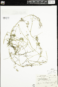 Ranunculus flabellaris image