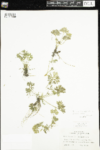 Ranunculus flabellaris image