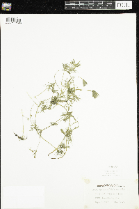 Ranunculus flabellaris image