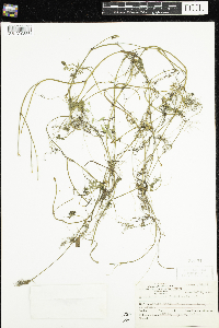 Ranunculus flabellaris image
