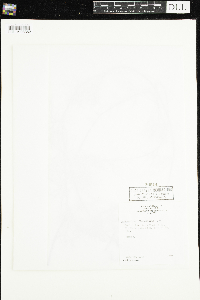 Ranunculus flabellaris image