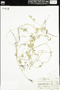 Ranunculus flabellaris image