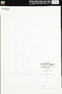 Ranunculus flabellaris image