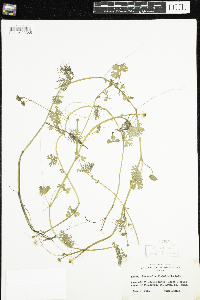 Ranunculus flabellaris image