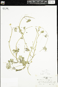 Ranunculus flabellaris image