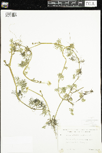 Ranunculus flabellaris image