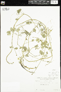 Ranunculus flabellaris image