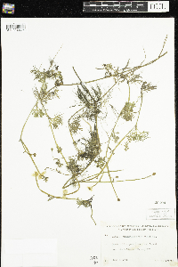 Ranunculus flabellaris image