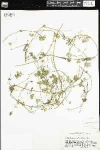 Ranunculus flabellaris image