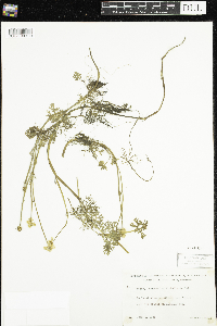 Ranunculus flabellaris image
