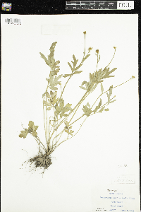 Ranunculus fascicularis image