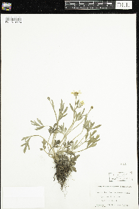 Ranunculus fascicularis image
